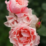 Миниатюра 1. Роза 