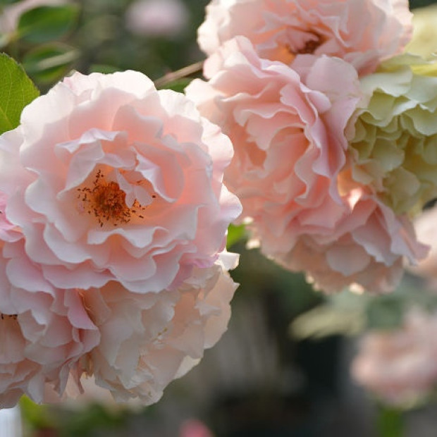 Фото 2. Роза 