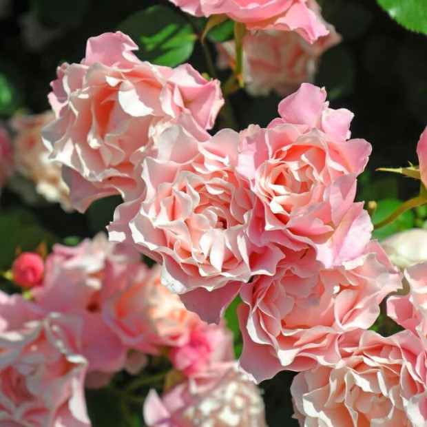 Фото 3. Роза 