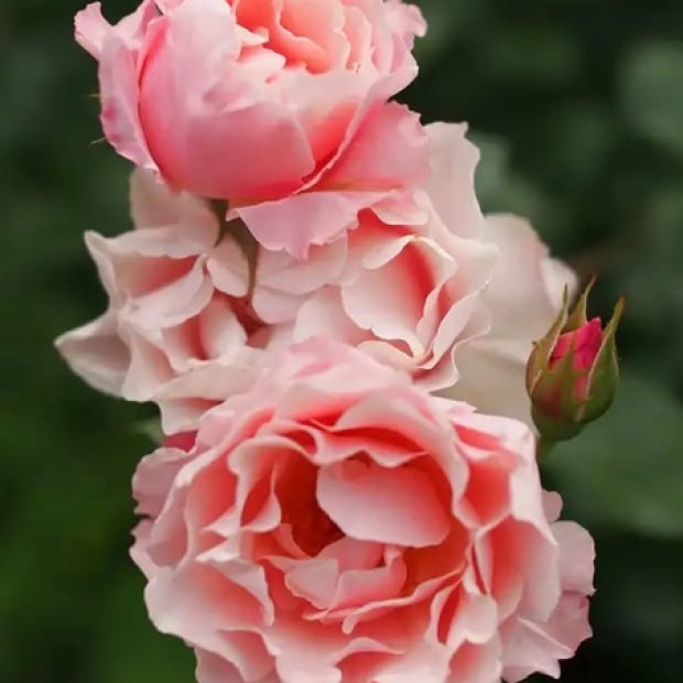 Фото 1. Роза 