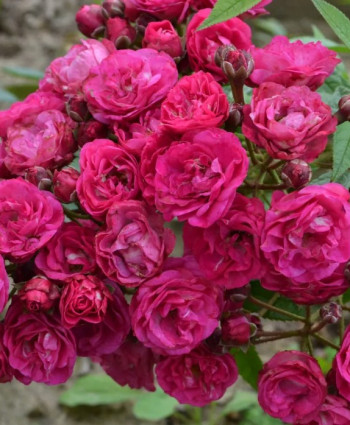 Роза Dinky в каталоге СЦ Корекозево