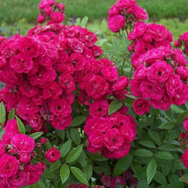 Фото 3. Роза 