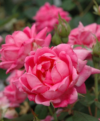 Роза Double Pink Knock Out в каталоге СЦ Корекозево