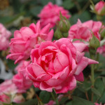 Миниатюра 1. Роза 