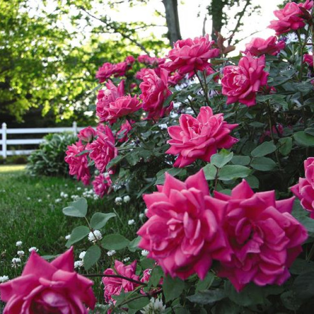 Фото 4. Роза 