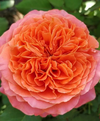 Роза Emilien Guillot в каталоге СЦ Корекозево