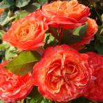 Миниатюра 3. Роза 