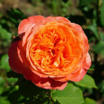 Миниатюра 4. Роза 