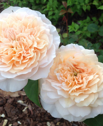 Роза English Garden в каталоге СЦ Корекозево