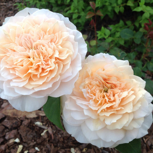 Фото 1. Роза 