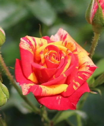 Роза Fire Flash в каталоге СЦ Корекозево