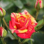 Миниатюра 1. Роза 