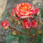 Миниатюра 4. Роза 