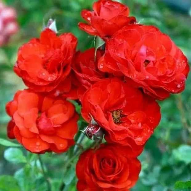 Фото 2. Роза 