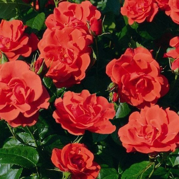 Фото 3. Роза 