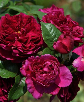 Роза Fisherman's Friend в каталоге СЦ Корекозево