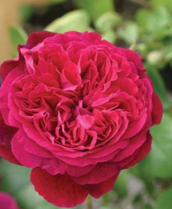 Роза Fisherman's Friend в каталоге СЦ Корекозево