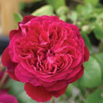 Миниатюра 2. Роза 