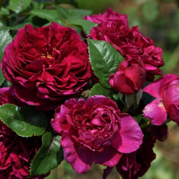 Фото 1. Роза 