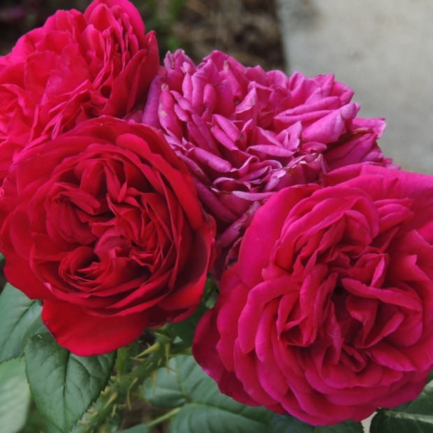 Фото 3. Роза 