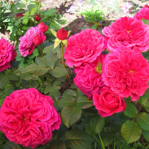 Фото 4. Роза 