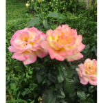 Миниатюра 2. Роза 