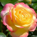 Миниатюра 4. Роза 