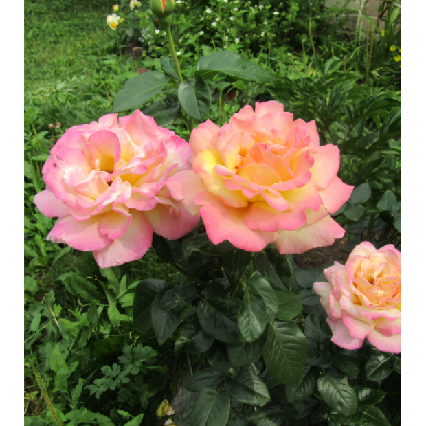 Фото 2. Роза 