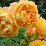 Миниатюра 1. Роза 