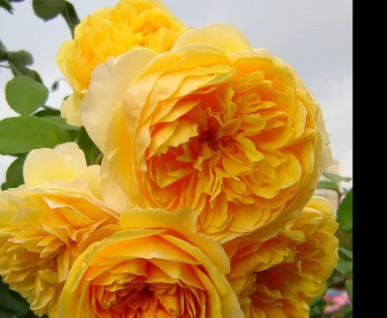 Роза Graham Thomas в каталоге СЦ Корекозево