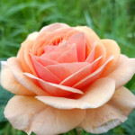 Миниатюра 4. Роза 