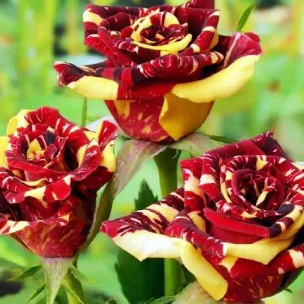 Фото 3. Роза 