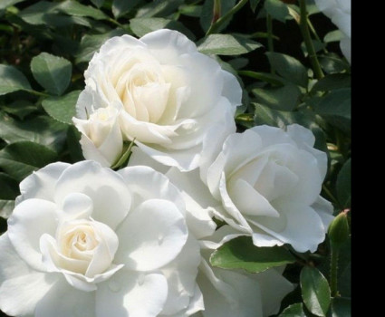 Роза Iceberg в каталоге СЦ Корекозево