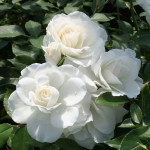 Миниатюра 2. Роза 