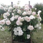 Миниатюра 3. Роза 