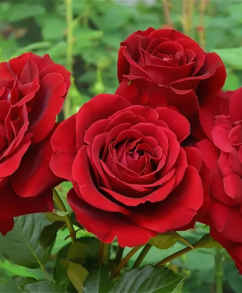 Роза Isabelle Renaissance в каталоге СЦ Корекозево