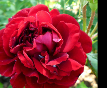 Роза Isabelle Renaissance в каталоге СЦ Корекозево