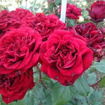 Миниатюра 3. Роза 