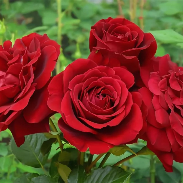 Фото 2. Роза 