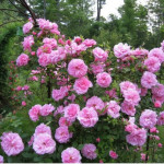 Миниатюра 2. Роза 