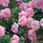 Миниатюра 4. Роза 