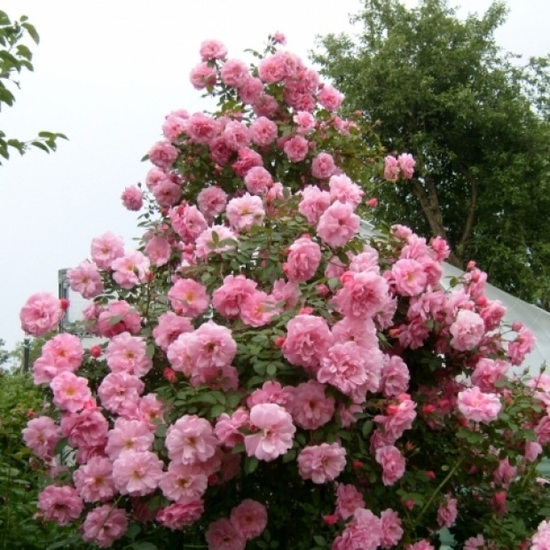 Фото 3. Роза 