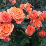 Миниатюра 2. Роза 