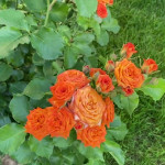 Миниатюра 3. Роза 