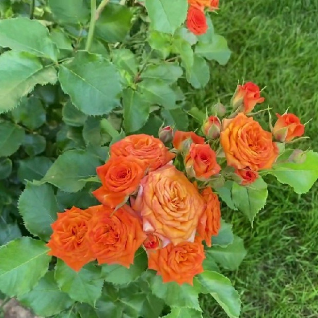 Фото 3. Роза 