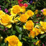 Миниатюра 4. Роза 