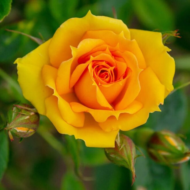 Фото 1. Роза 