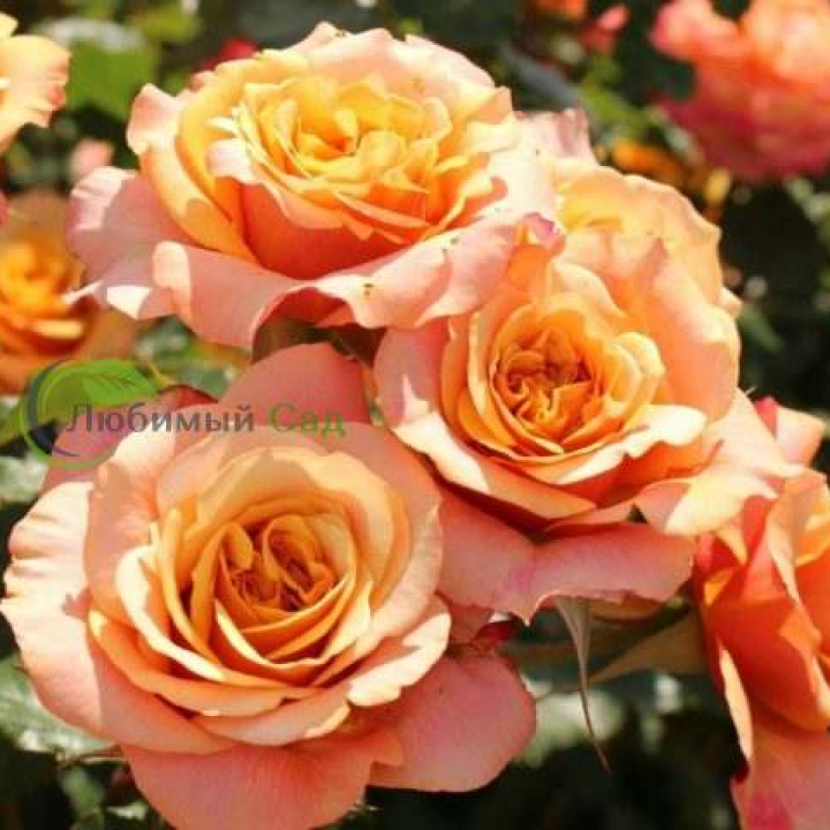 Роза La Villa Cotta в каталоге СЦ Корекозево