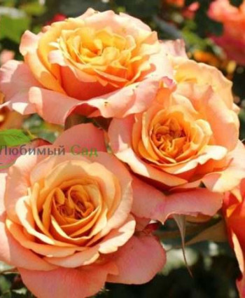 Роза La Villa Cotta в каталоге СЦ Корекозево