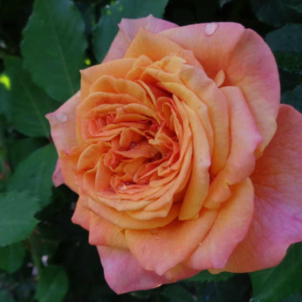 Фото 2. Роза 